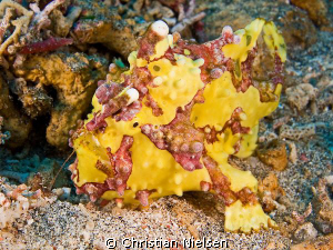 Clown frogfish in Crystal Bay, Nusa Penida. You can see t... by Christian Nielsen 